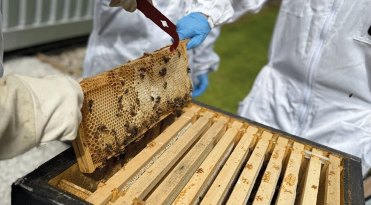 News_HoneyHarvest_Container4_Image1