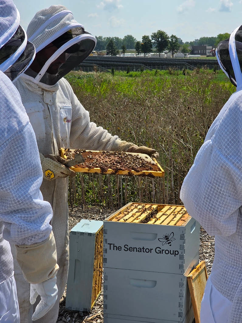 News_Honeybees_Landing_US